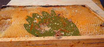 Nalles avtryck